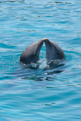 Pair of kissing dolphins