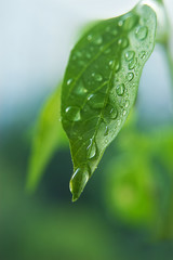 Waterdrops of the fresh green leaf