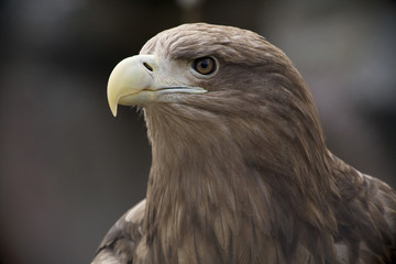 Eagle  Close Up Portrait