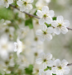 cherry blossoms