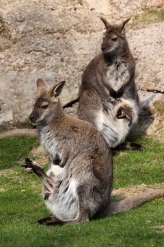 Känguru mit Jungtier im Beutel