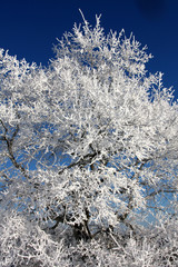 Baumkrone im Winter