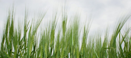 Unreife Gerste im Frühjahr