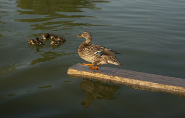 canard © Nicolas Dieppedalle