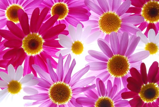 Fototapeta red and pink marguerites