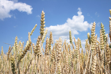 Fototapeta premium golden corn