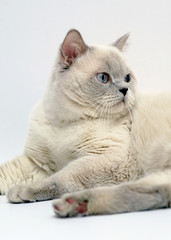 Portrait of the British cat.