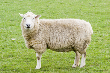 Naklejka na ściany i meble Female Sheep