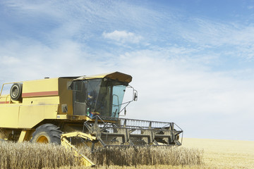 Obraz premium Combine Harvester Working In Field