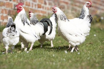 Poultry In Farmyard