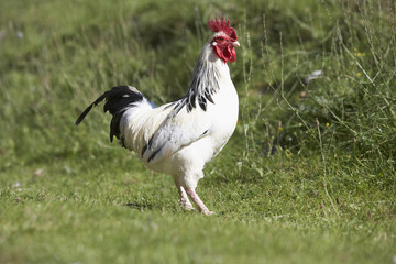 Poultry In Farmyard