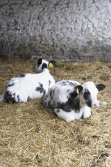 Two Calves In Barn
