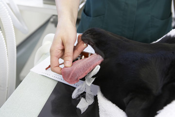 Vet Operating On Dog