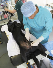 Vet Operating On Dog