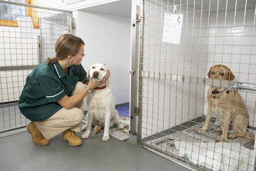 Vetinary Nurse Checking Sick Animals In Pens