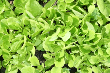 Pousses de laitues