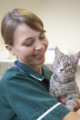 Vet Holding Cat In Surgery