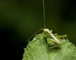 Grasshopper on leaf