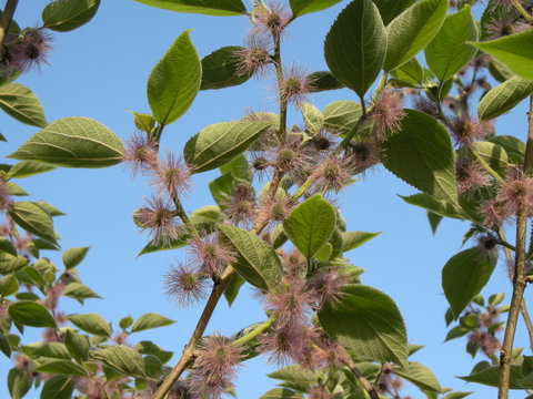murier de chine en fleur (Broussonetia papyrifera)