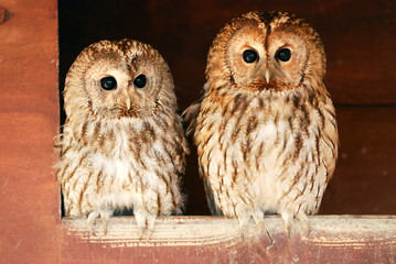 Two tawny owls