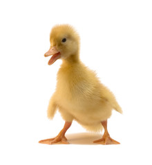duckling