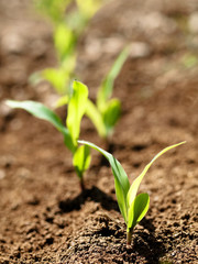 Young corn crops stalk