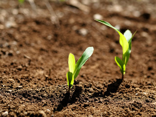 Young corn crops stalk