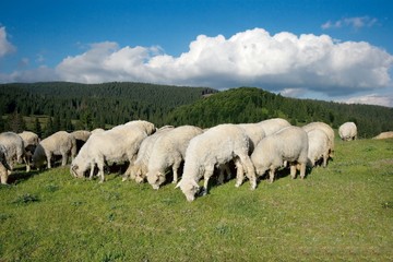 Fototapeta premium Sheeps