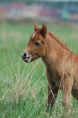 little chestnut baby foal