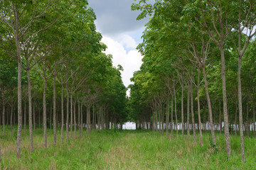 Rows of para rubber tree, Thailand