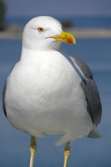 Möwe