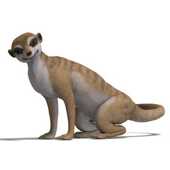 Obraz premium isolated meerkat