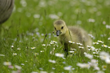Küken auf der Wiese