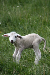 Obraz premium junges Lamm