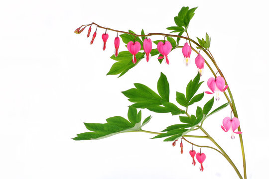Bleeding Heart Isolated on White