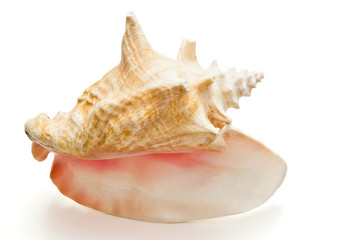 big seashell on white