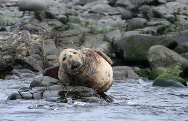 Naklejka premium Grey Seal on The Farne Islands