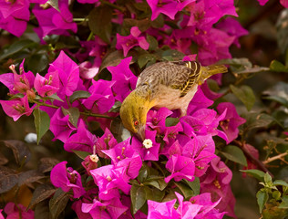 Village Weaver on Bougainvillea