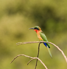 Red-throated Bee-eater by causeway