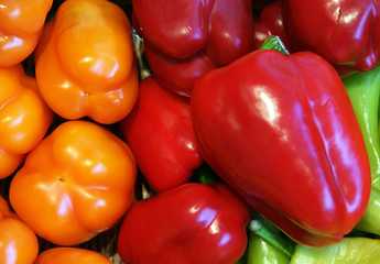 Paprika Ernte