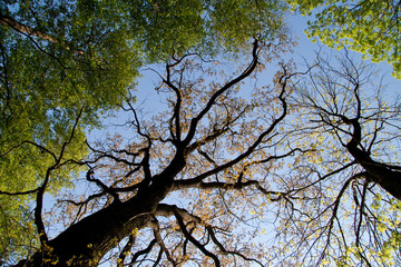 Two old tree in spring around fresh green leaves