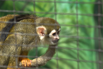 Obraz premium Äffchen