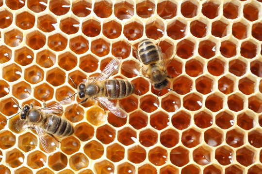 abeilles et miel