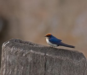 Wire-tailed Swallow in The Gambia