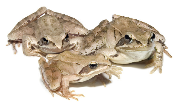 European common brown Frog family