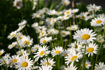 Fototapeta premium Margeriten (Leucanthemum)