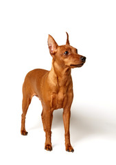 Red Miniature Pinscher on white
