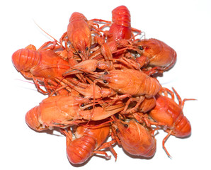 crayfish