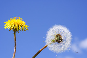 Dandelion seed head - yellow and white