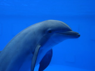 Fototapeta premium Dauphin